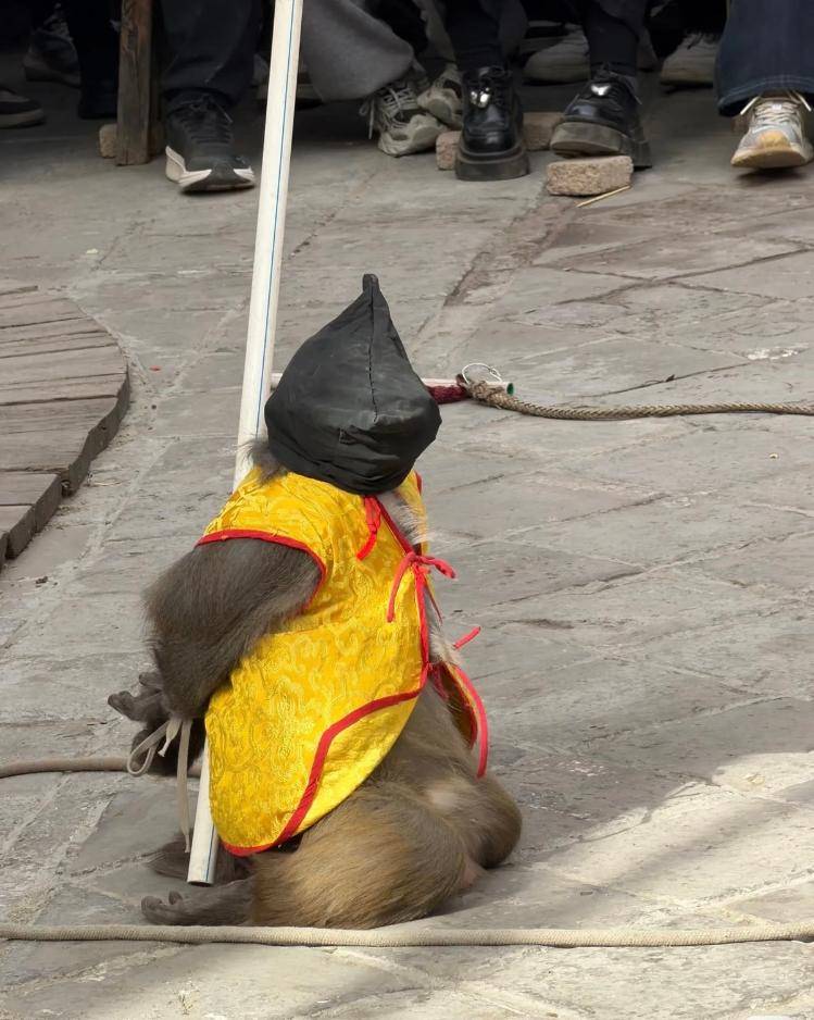 反绑跪地、黑布蒙头……石家庄一景区猴戏表演被指虐待动物，景区称已与合作方解约，当地文旅部门介入调查:深圳妍途有你文化传媒有限公司有哪些